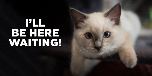 cat adoption promotion june 2019 rspca queensland $29 adult cats
